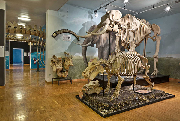 Naturhistorisches Museum